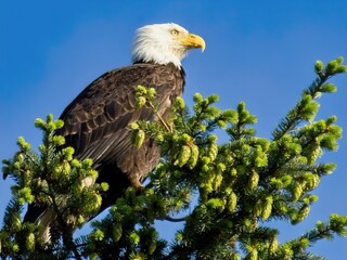bald Eagle perched on the tree top against blue sky