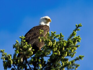 bald Eagle perched on the tree top against blue sky
