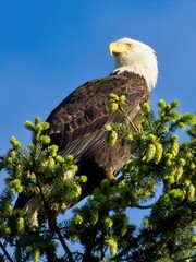 bald Eagle perched on the tree top against blue sky