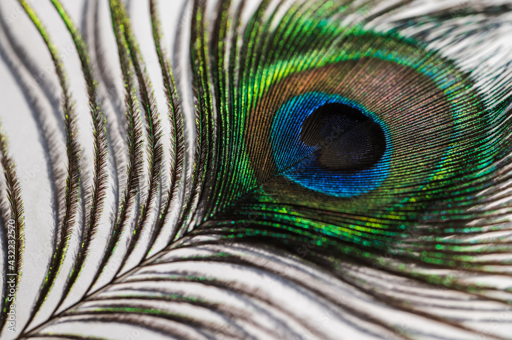 Wall mural Detail of a piece of feather from a male peacock.