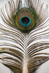 Detail of a piece of feather from a male peacock.