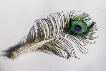 Obraz premium Detail of a piece of feather from a male peacock.