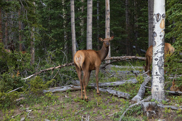 Elk standing at the edge of the forest