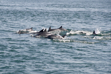Delfin comun en el mar peruano. 