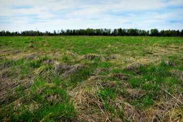 Fototapeta na wymiar last year's and fresh grass on the field in spring