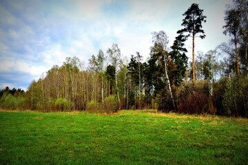 grass at the edge of the forest