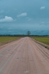 Field path. In the middle of the horizon, a tree..