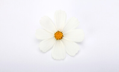 Obraz premium White Chamomile flower on light horizontal background.