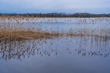 A reflection of the rushes in the lake..