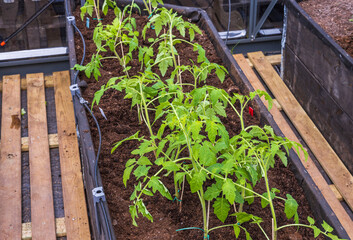 Beautiful interior view of tomato plants in greenhouse. Gardening concept background. 
