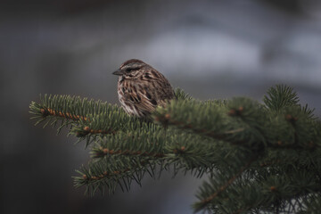 Amazing photo a bird standing on a nordic tree in Quebec, Canada