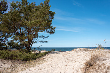 Dunes and trees on the shore of the Baltic Sea. Hel, Pomeranian district, Poland. Selective focus. 