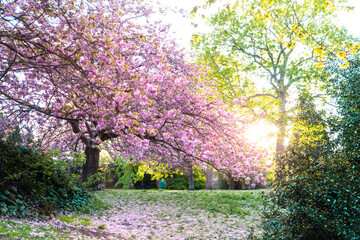 Cherry Blossom tree in Greenwich Park, London at Sunset - May 2021 - Landscape