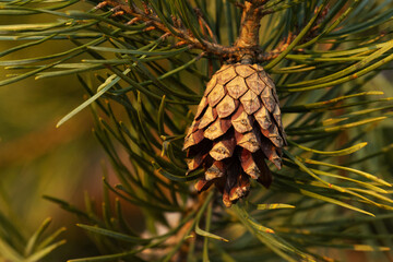 Close-up of a Scots pine, Pinus sylvestris cone opening up on a late spring evening in Estonia, Northern Europe.	