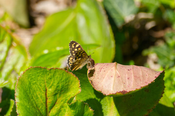 Speckled Wood Butterfly (Pararge aegeria) perched on plant in Zurich, Switzerland