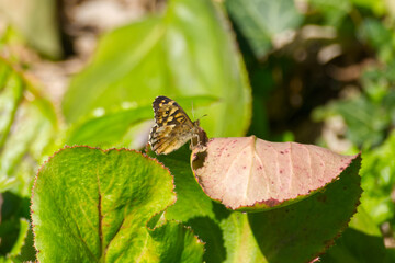 Speckled Wood Butterfly (Pararge aegeria) perched on plant in Zurich, Switzerland