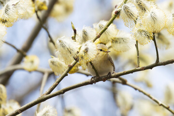 Small European songbird Common chiffchaff, Phylloscopus collybita searching for insect in the middle of blooming willow tree. 