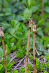 skrzy polny, kłos zarodnionośny, Equisetum arvense L.