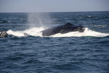 Ballenas jorobadas en un grupo competitivo. 