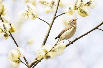 Small European songbird Common chiffchaff, Phylloscopus collybita searching for insect in the middle of blooming willow tree. 
