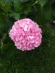 pink and white peony