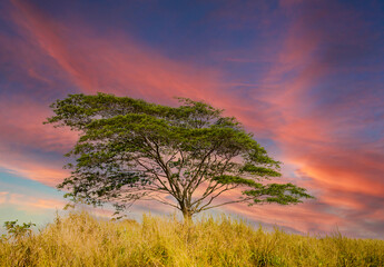 Fototapeta premium A black Poui tree skylined aginst a sunset on a hill on the island of Kauai, Hawaii