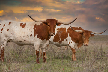 Texas longhorn cattle in a pasture in the Oklahoma panhandle. - obrazy, fototapety, plakaty