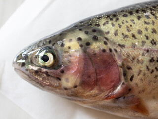 very fresh salmon trout closeup