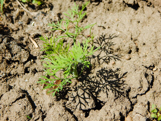 green dill, grows on the ground in spring