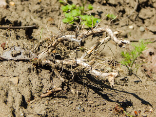the roots of the shrub, dried up, lie on the ground