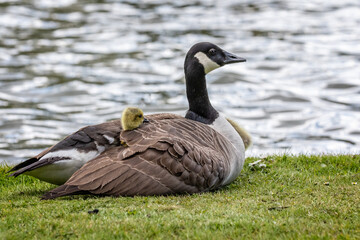 Cute Baby Canada goose with head sticking out from under wings of the mother where it is sheltering