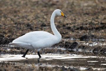 Whooper swan, Cygnus cygnus stopping on a muddy crop field during spring migration.