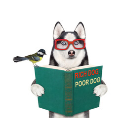 A dog husky in glasses is holding an open book. White background. Isolated.