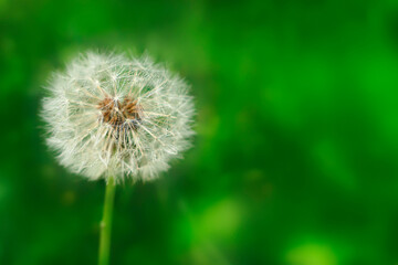 blurred green background with white dandelion
