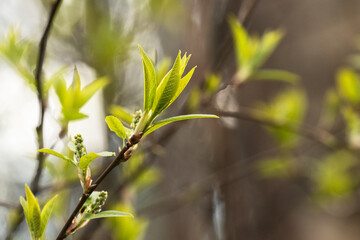Fresh Bird cherry tree, Prunus padus leaves on spring day in Estonia. 