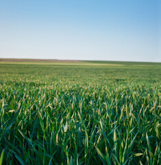 Close up of green leaves of wheat at focus , nature background