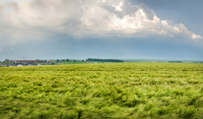 Fototapeta na wymiar The rye or barley spikelets are leaning in the wind at field and thunderstorm sky