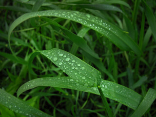 drops of rain water on a green leaf of wheat. Rainy day