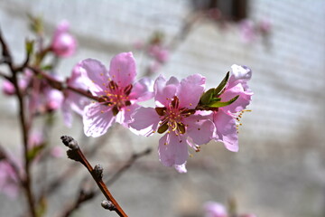 spring blooming peach 