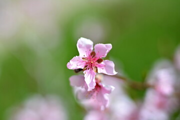 spring blooming peach 