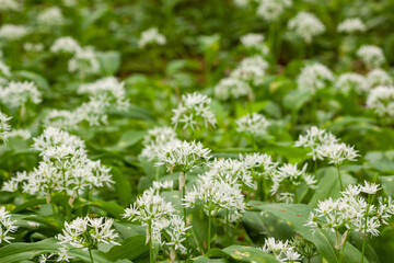Wild garlic carpet in forest ready to harvest. Ramsons or bear's garlic growing in forest in spring. Allium ursinum.