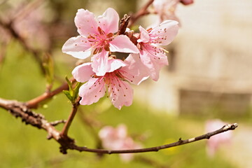 Fototapeta na wymiar spring blooming peach 