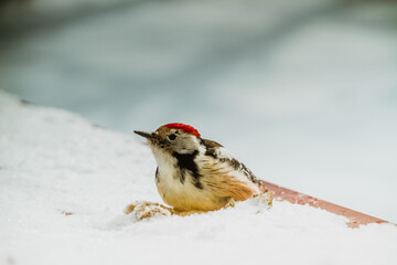 bird in snow