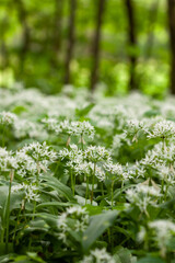 Wild garlic carpet in forest ready to harvest. Ramsons or bear's garlic growing in forest in spring. Allium ursinum.