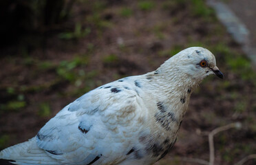 white dove, on the bench, photo in the afternoon
