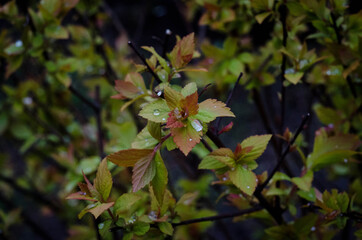 dew drops on green leaves
