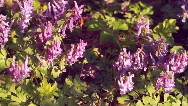  Corydalis flowers in the evening sun. Bumblebee flies and lands on a crested flower
