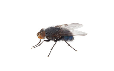 Blue bottle fly isolated on white background, Calliphora vomitoria