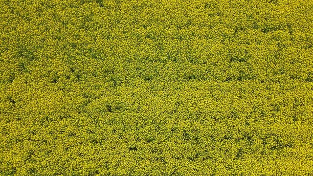 Aerial view of yellow rapeseed field. Beautiful Yellow rapeseed flowers (Brassica napus) 4k drone flight top shot, zoom in. Spring Landscape.