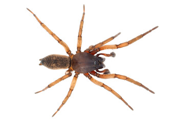 Ground spider isolated on white background, Haplodrassus sp.